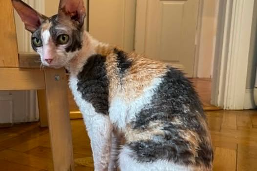 Lägenhet i Rörsjöstaden + kattvakt