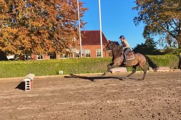 Studentrum på hästgård nära Malmö