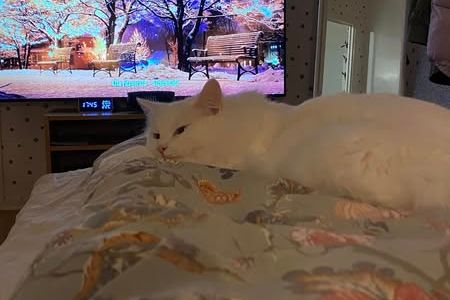 Fyrarummare i Ålidhem inkl. kattpassning