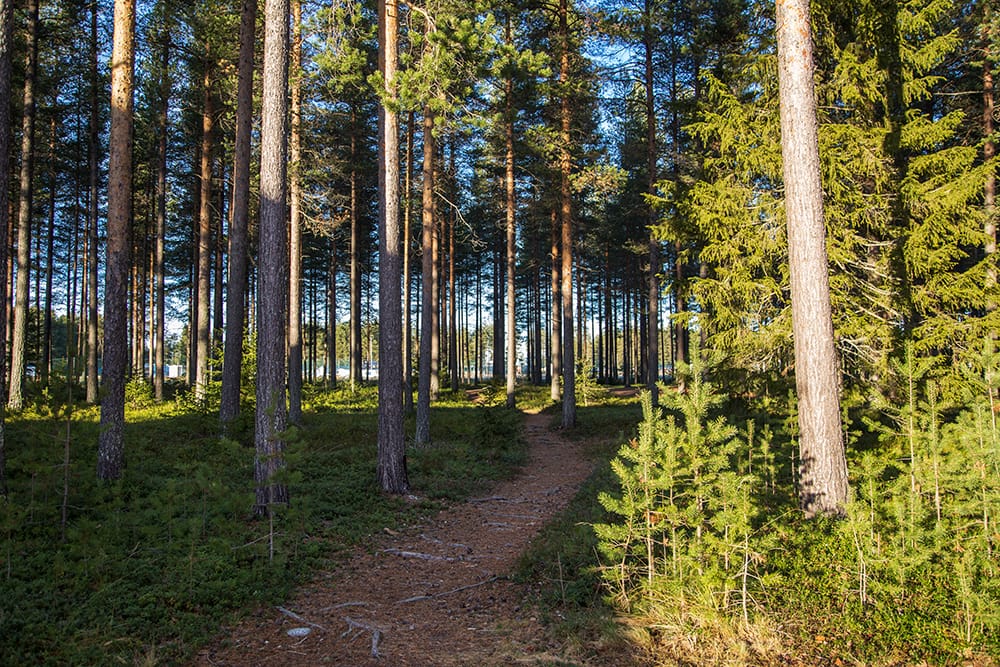 Tryffelvägen 4 B – bild 6