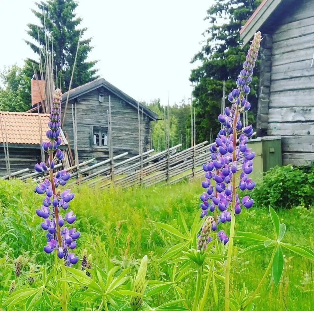 2 rok · 45 m² i Järvsö – Järvsö