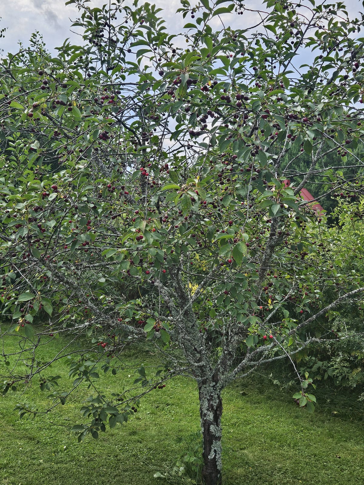 5 rok · 130 m² i Ljungaverk – bild 8