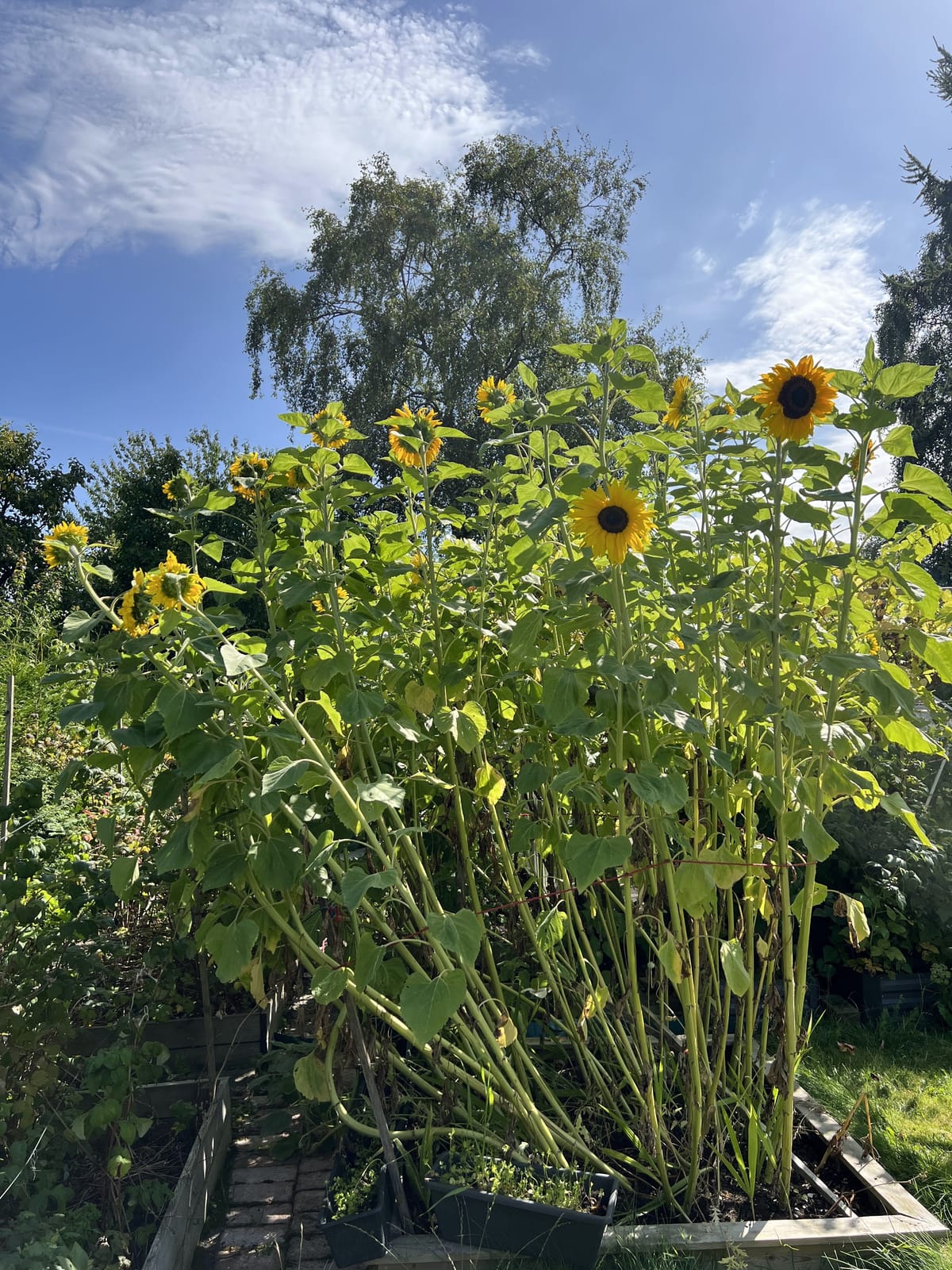6 rok · 150 m² i Mölndal – bild 10
