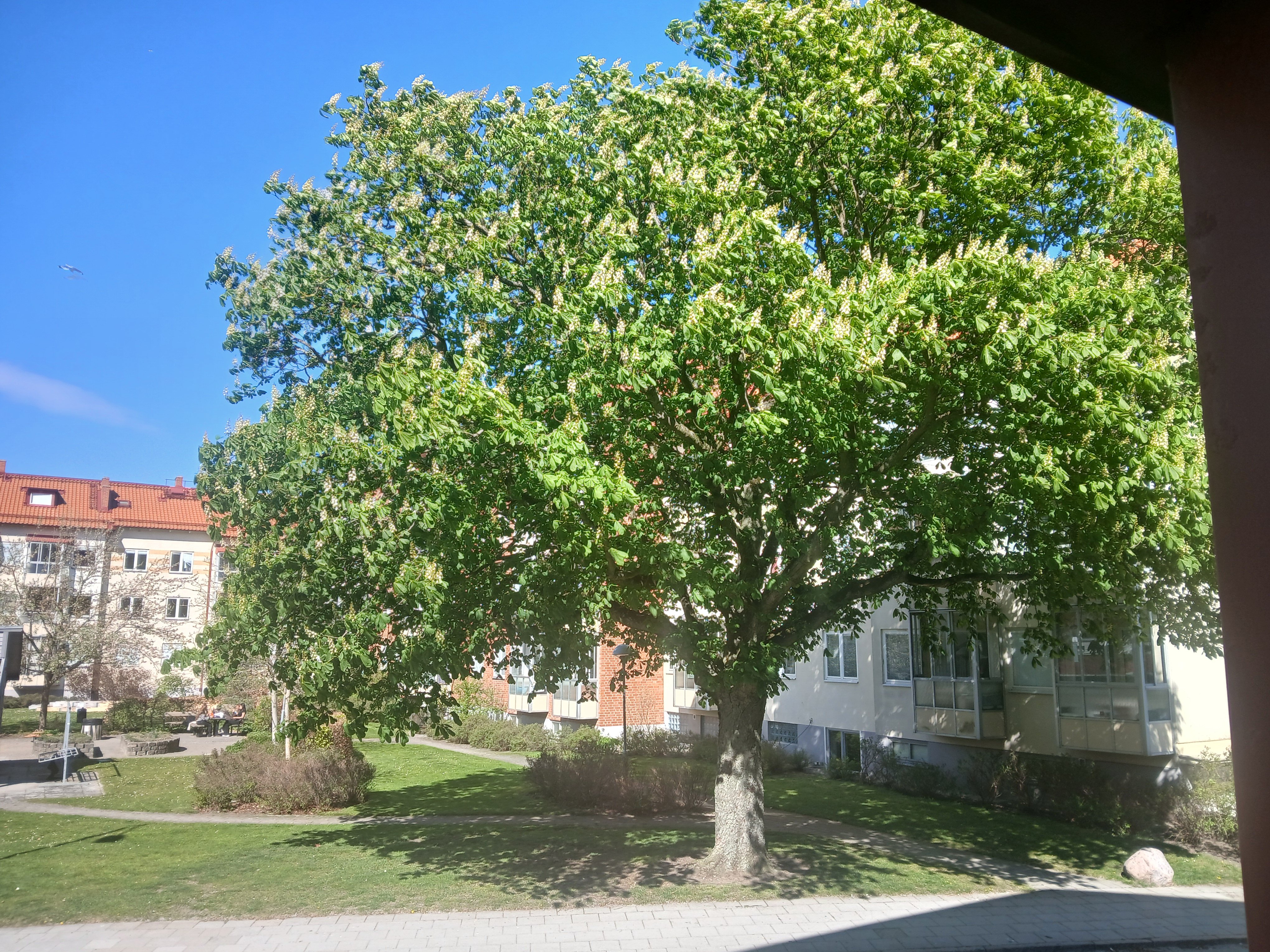 Lägenhet, 1 rooms, 11 sqm, Malmö – bild 7