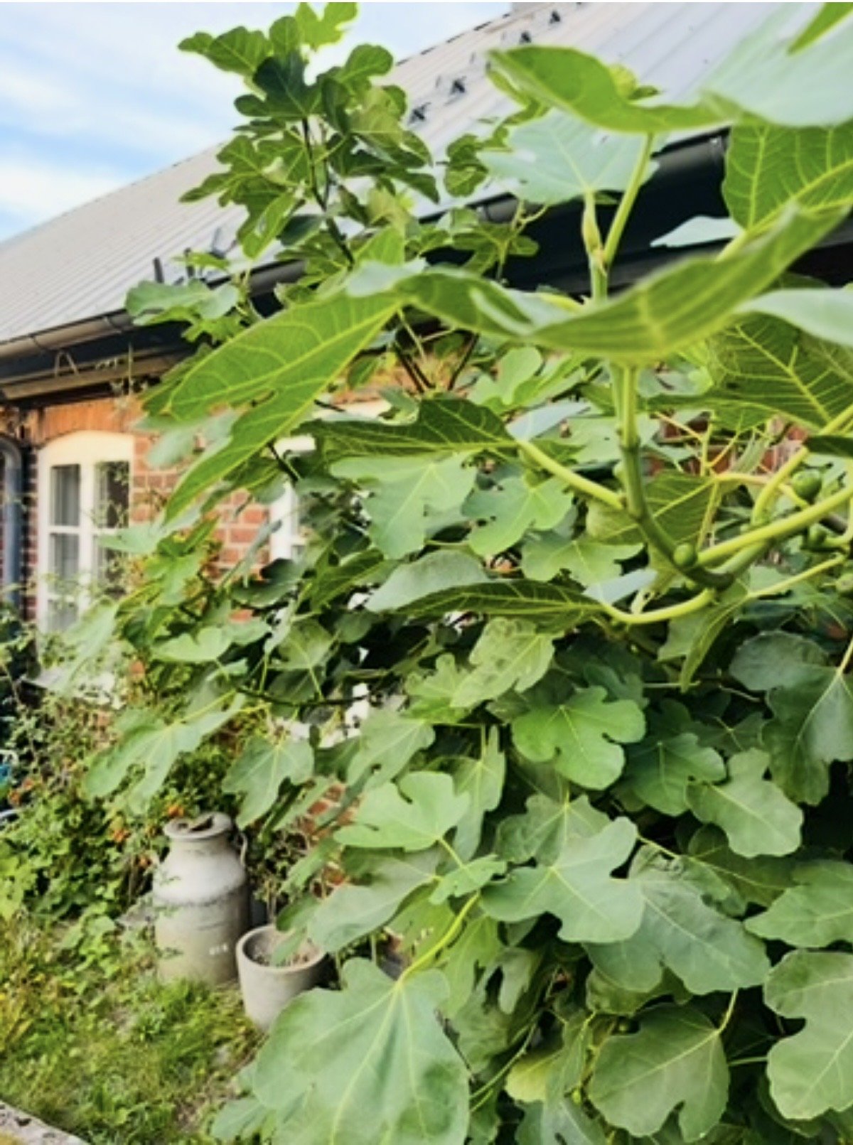 6 rok · 120 m² i Simrishamn – bild 7