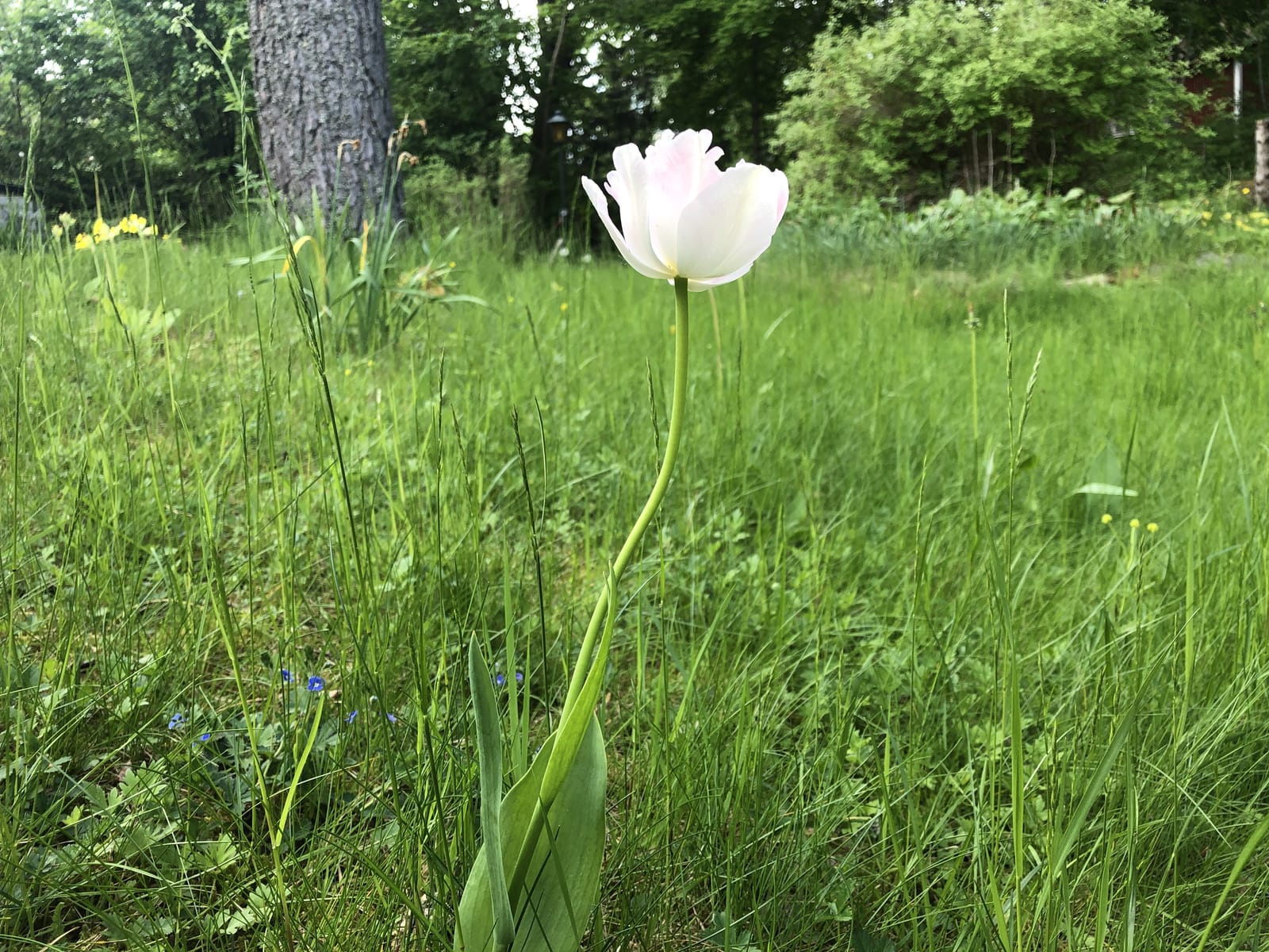 2 rok · 40 m² i Väddö – bild 2