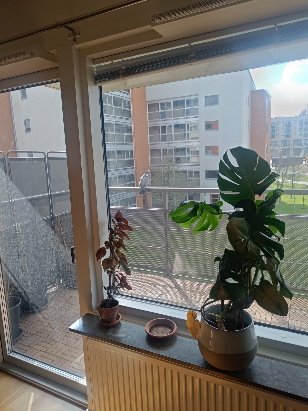 2 rok · 34 m² i Lund – bild 2