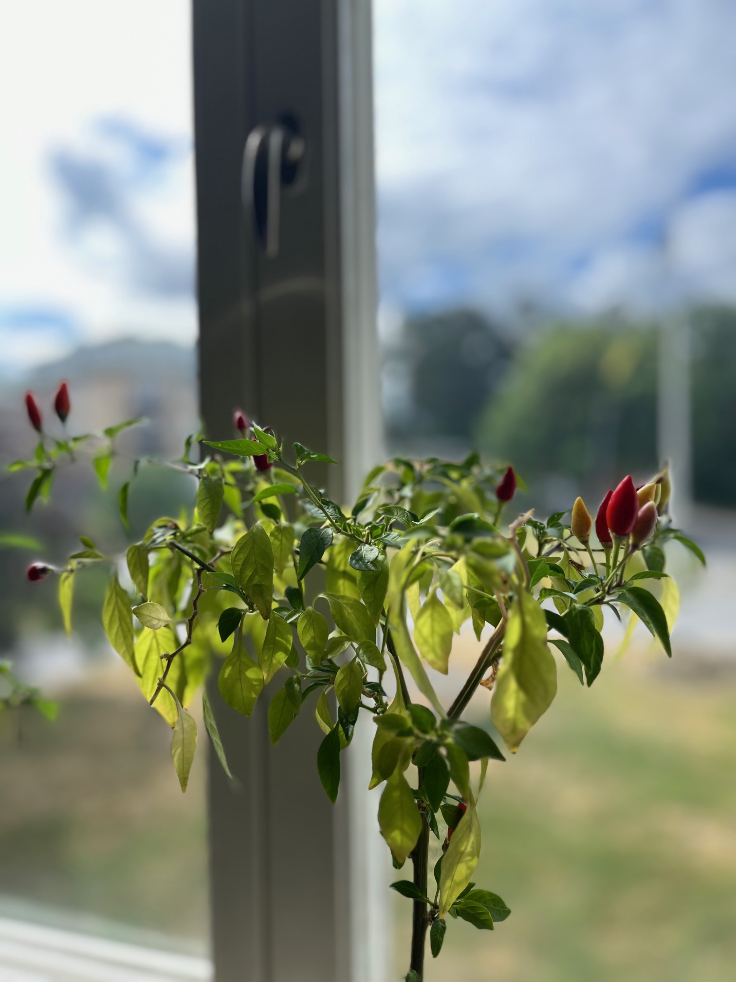 Lägenhet, 3 rooms, 62 sqm, Djursholm – bild 17