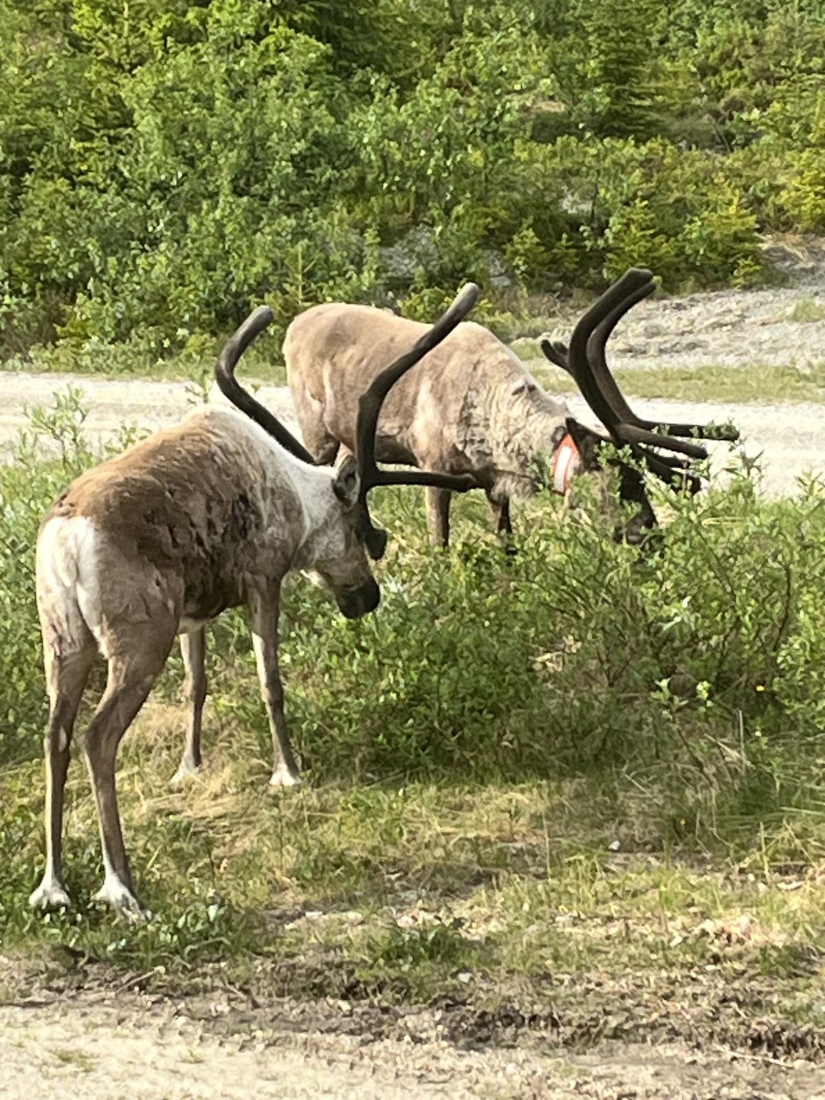 2 rok · 51 m² i Vemdalen – bild 9
