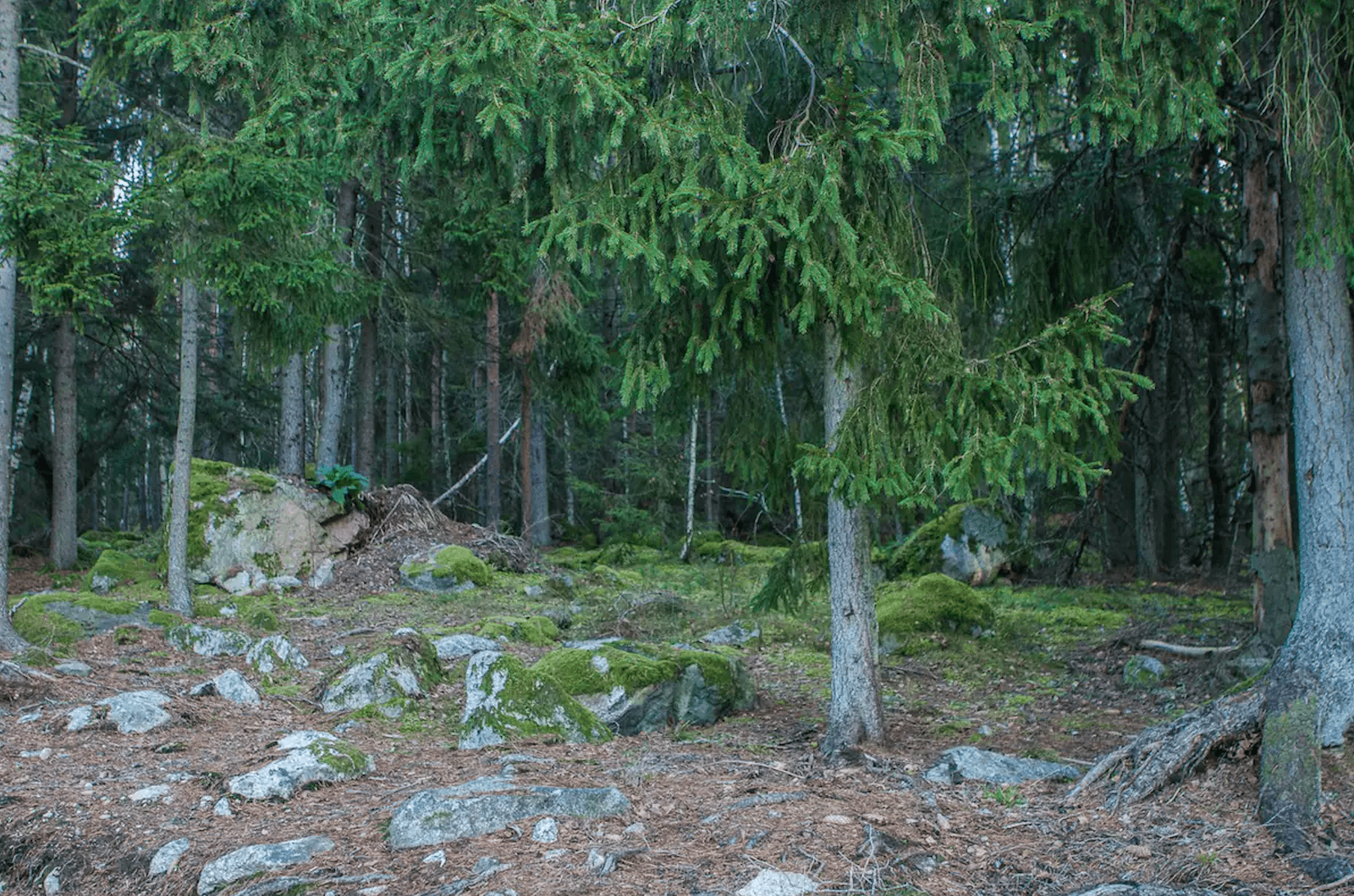 1 rok · 25 m² i Sigtuna – bild 4