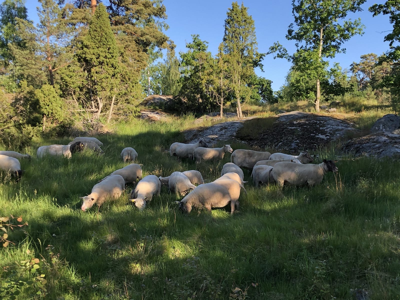 6 rok · 194 m² i Värmdö – bild 36