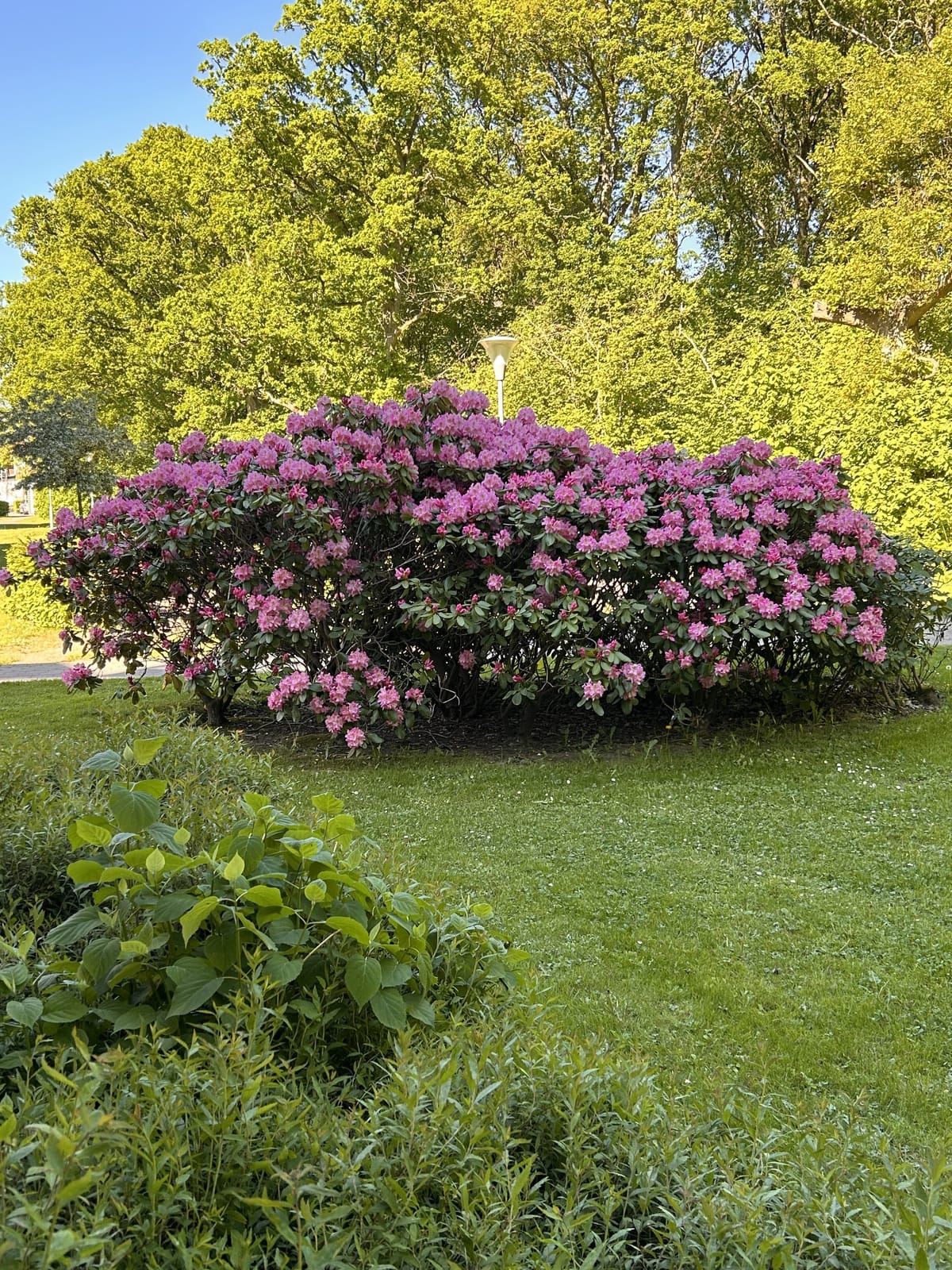 1 rok · 15 m² i Helsingborg – bild 3