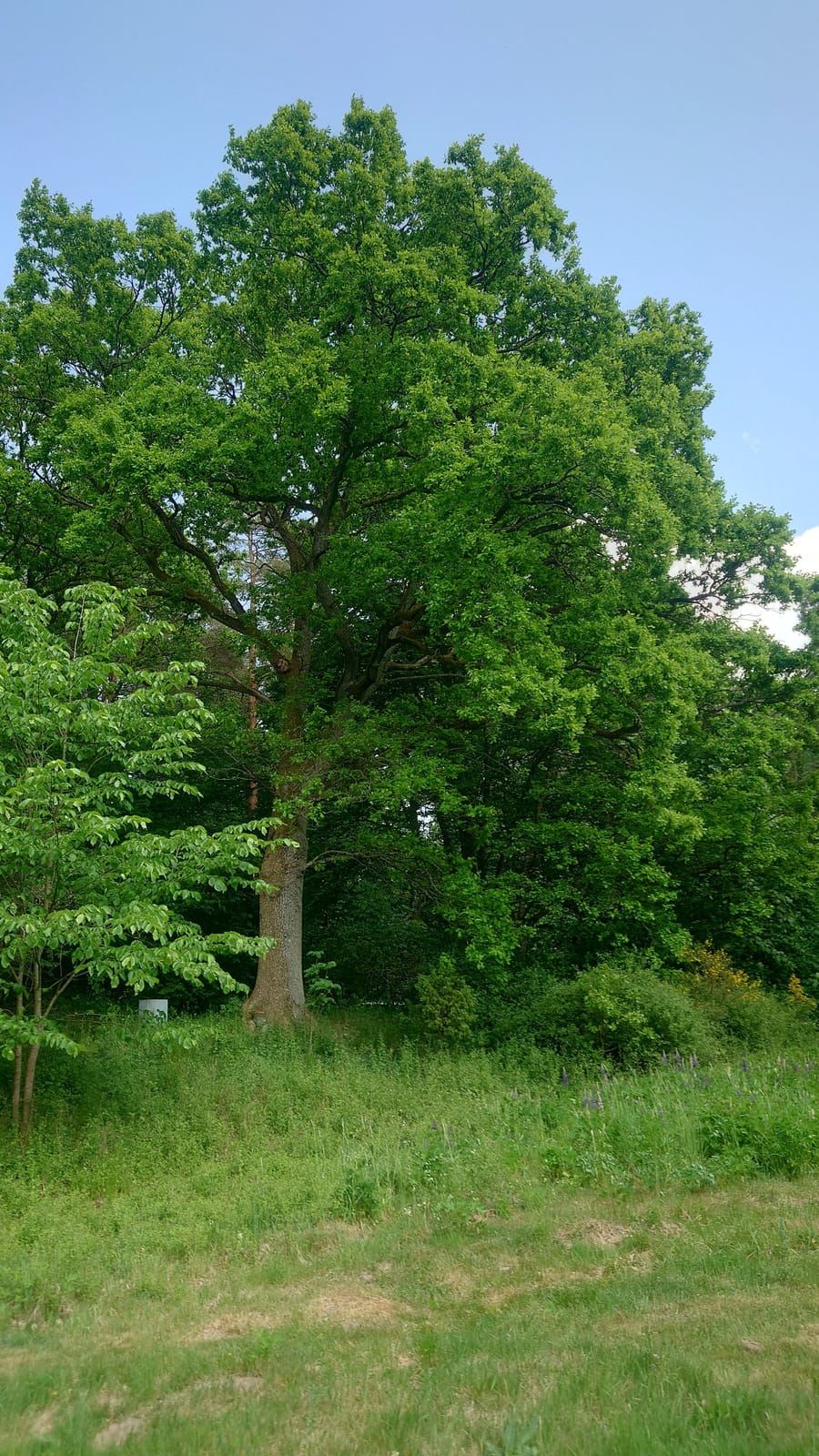 2 rok · 45 m² i Blentarp – bild 5