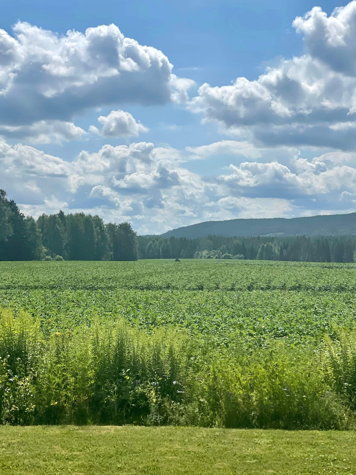3 rok · 49 m² i Leksand – bild 6