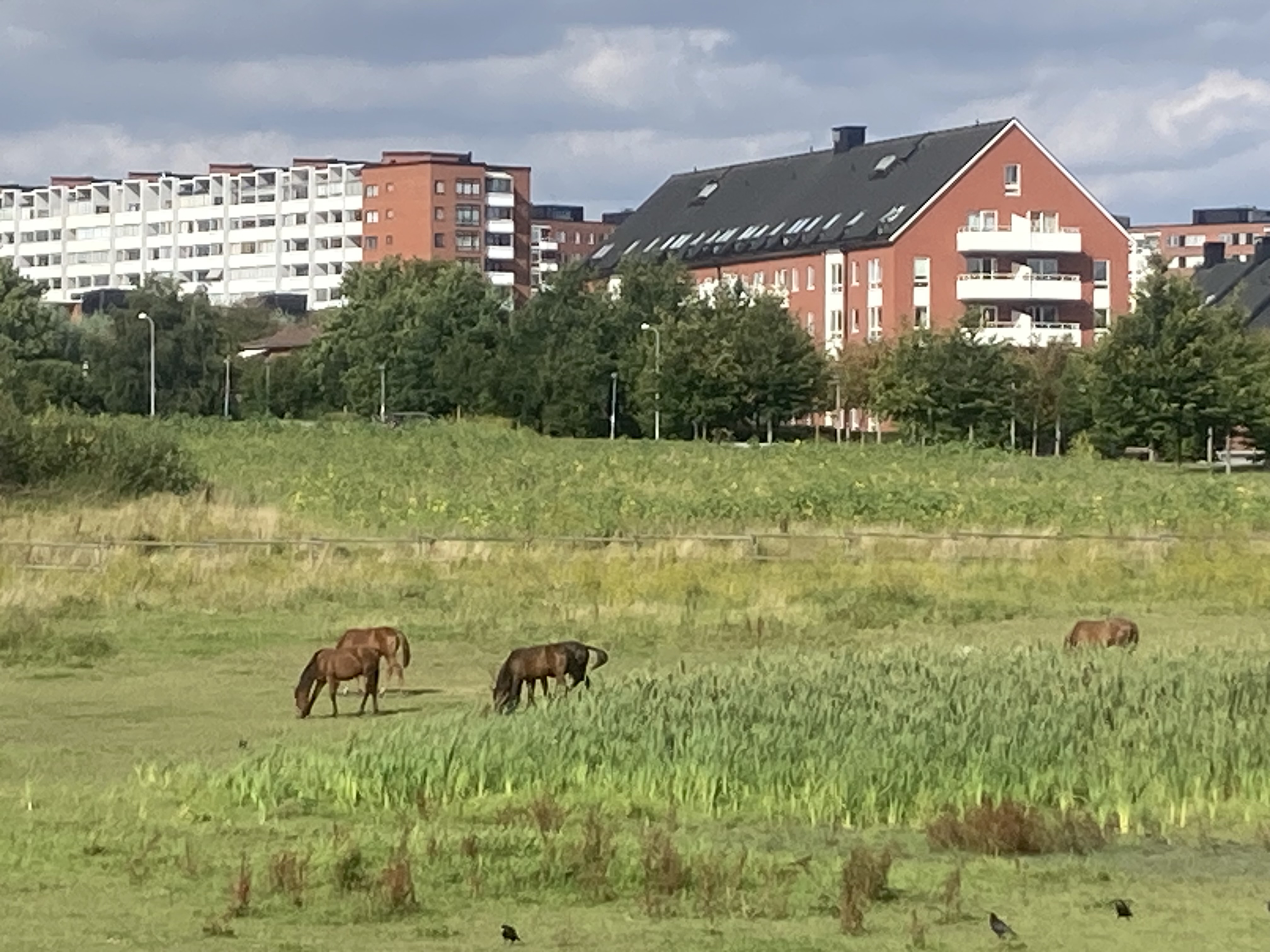 Lägenhet, 4 rooms, 102 sqm, Lund – bild 6