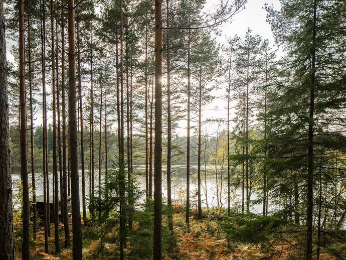 1 rok · Johanstorp 42